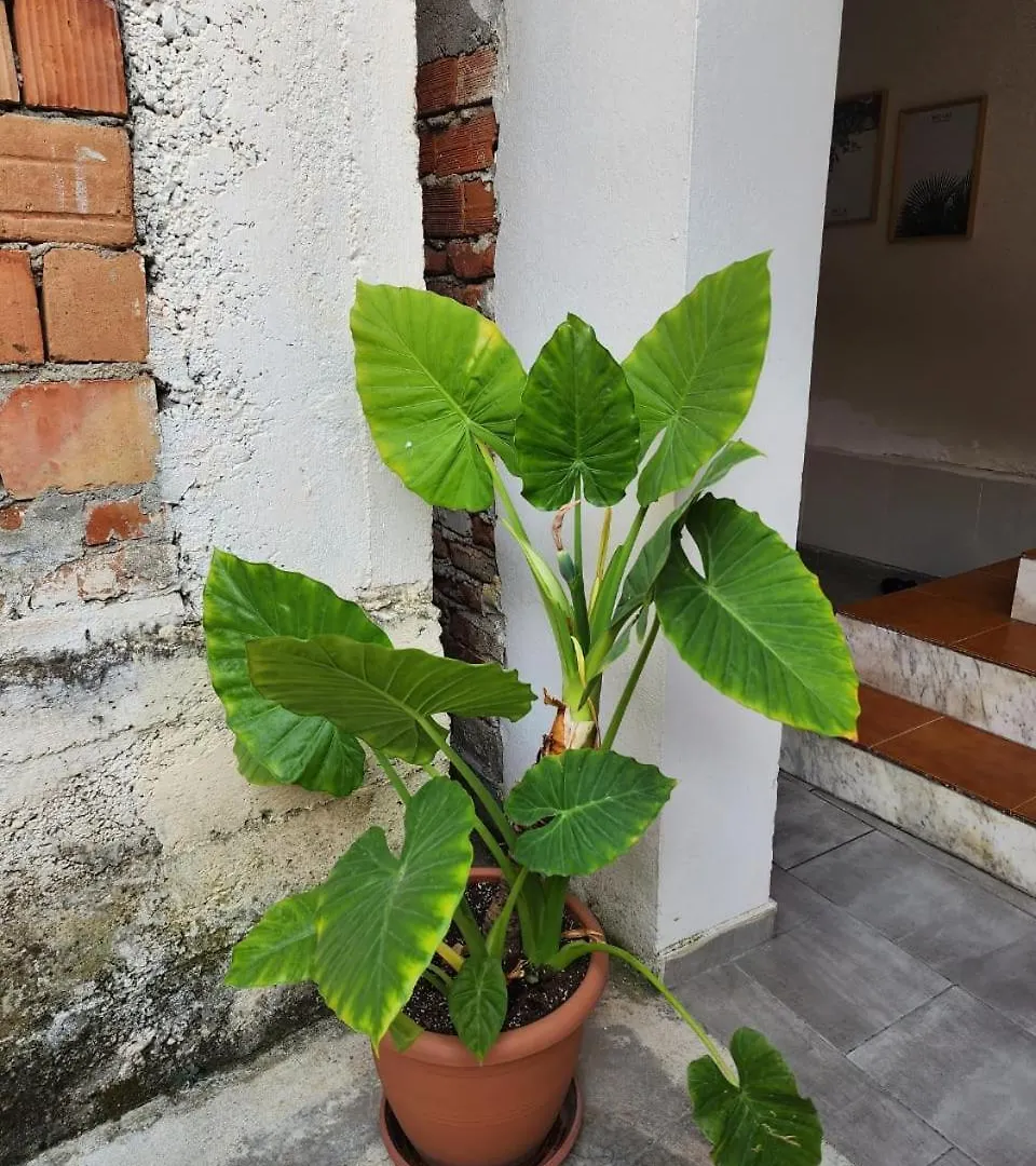 Apartamento Vila 29 Tirana
